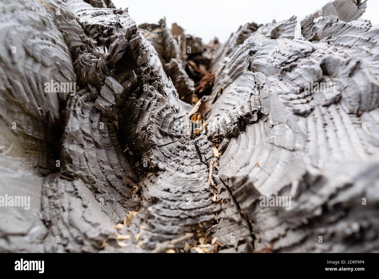 Damage caused by storm VAIA in the Belluno Dolomites National Park, Detail of a broken section of a trunk with concentric circles. Monte Avena, provin Stock Photo