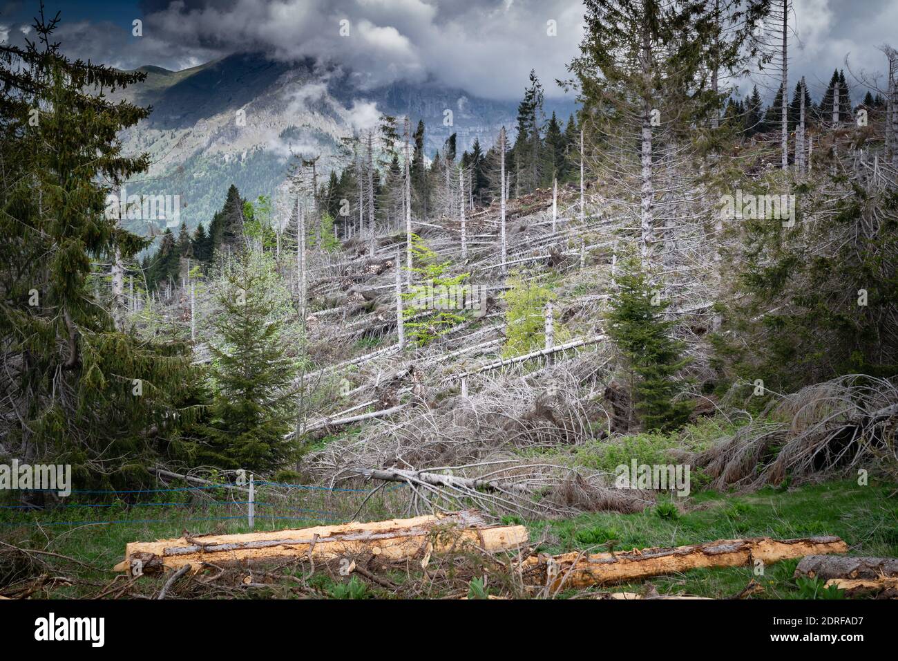 Damage caused by the VAIA storm in the Belluno Dolomites National Park, uprooted and dead fir woods. Monte Avena, province of Belluno, Italy Stock Photo