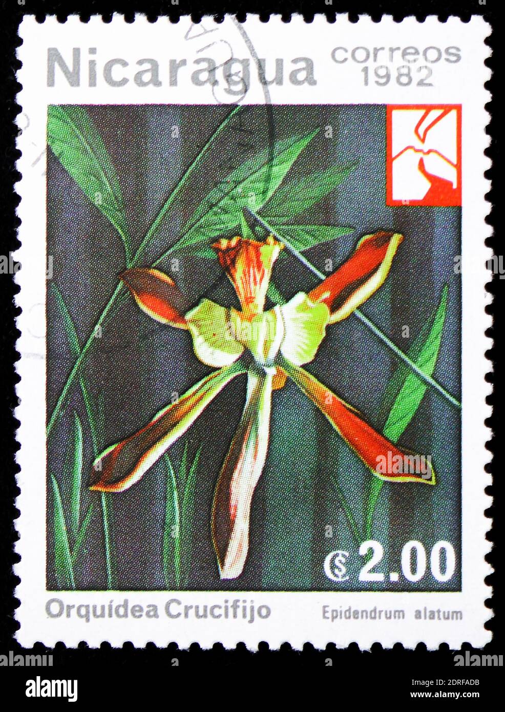 MOSCOW, RUSSIA - JANUARY 4, 2019: A stamp printed in Nicaragua shows Epidendrum alatum - Winged Epidendrum, Flowers serie, circa 1982 Stock Photo