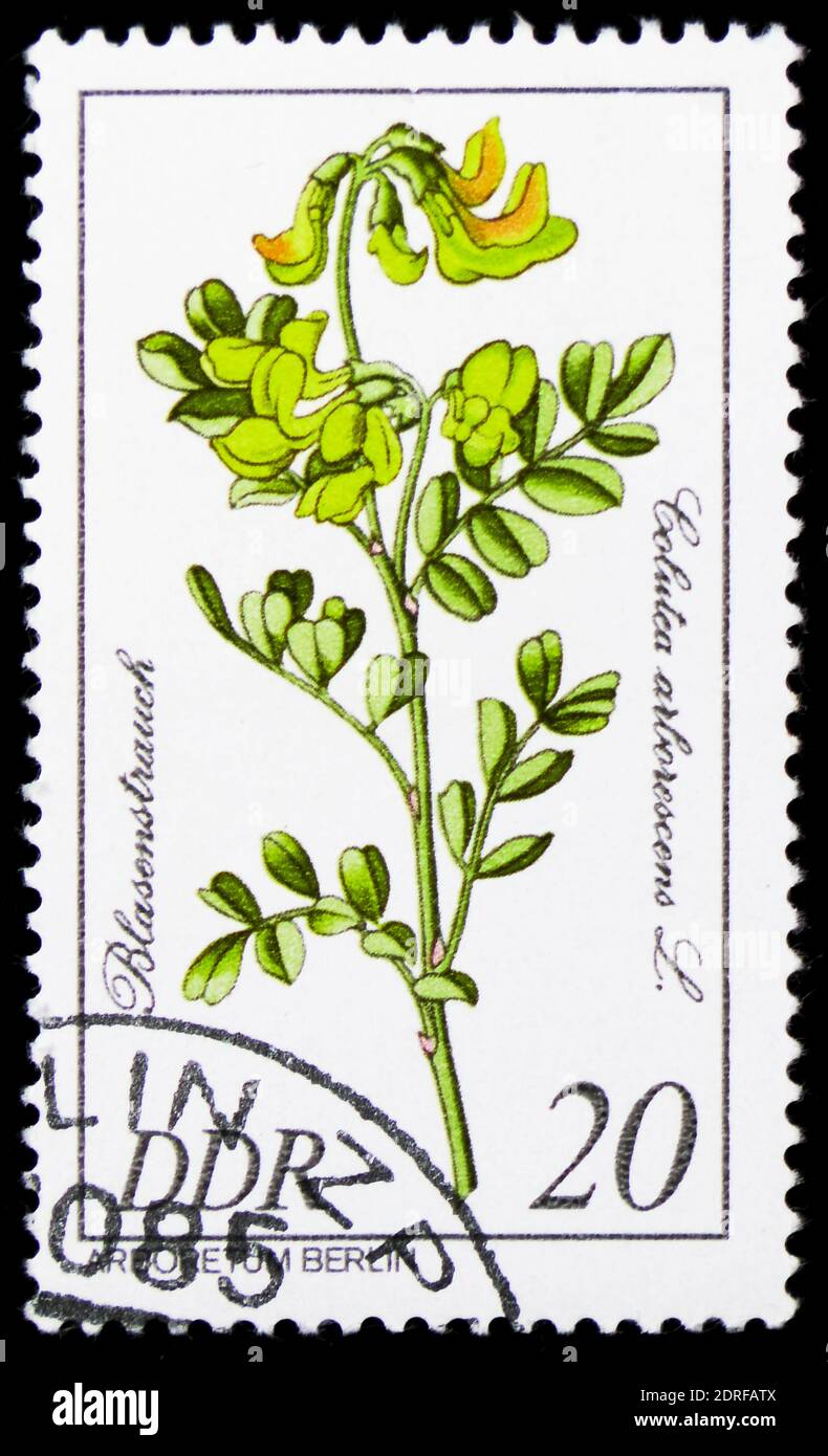 MOSCOW, RUSSIA - JANUARY 4, 2019: A stamp printed in Germany, Democratic Republic shows Colutea arborescens, Rare Trees And Shrubs serie, circa 1981 Stock Photo