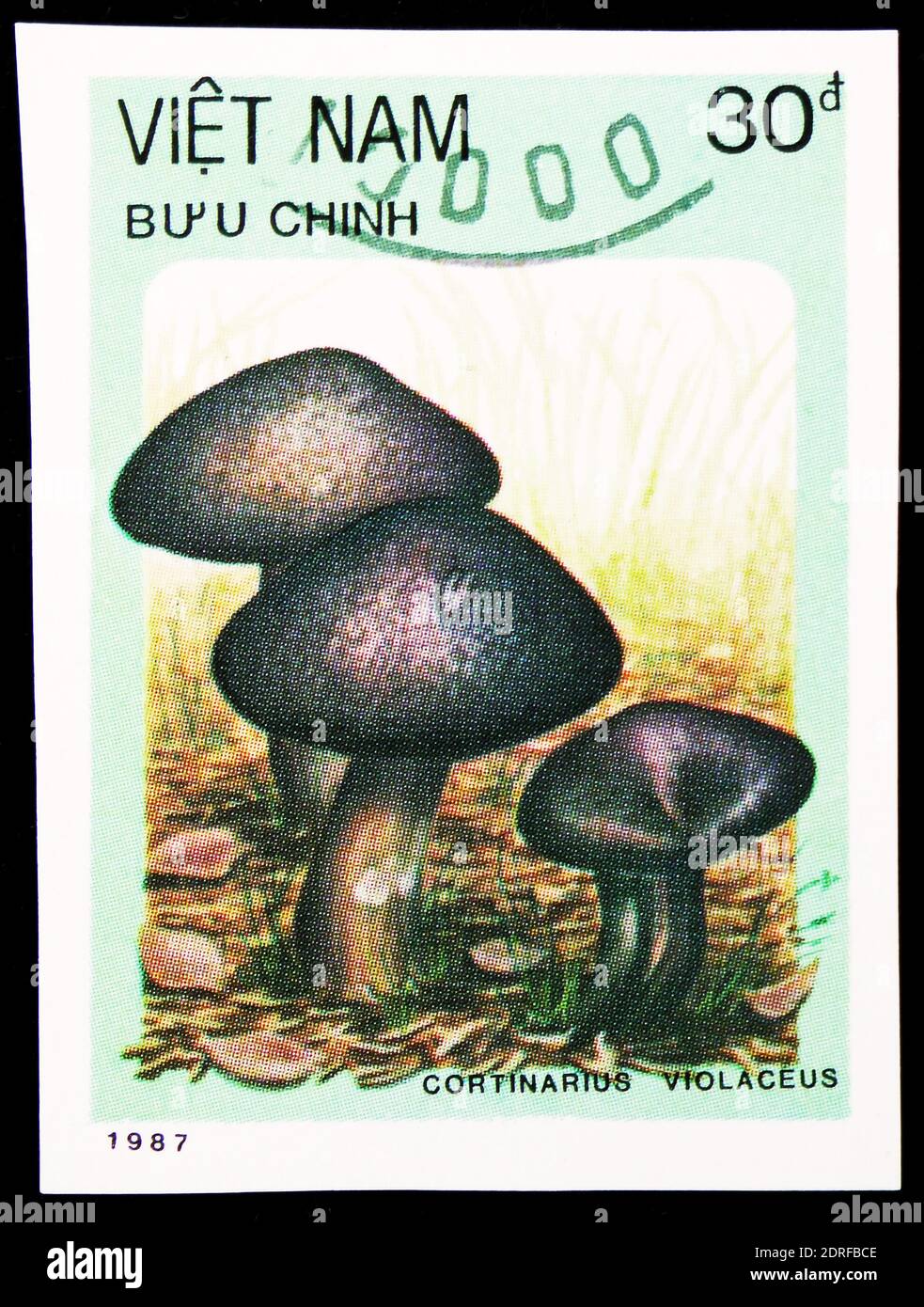 MOSCOW, RUSSIA - JANUARY 4, 2019: A stamp printed in Vietnam shows Cortinarius violaceus, Mushrooms serie, circa 1987 Stock Photo