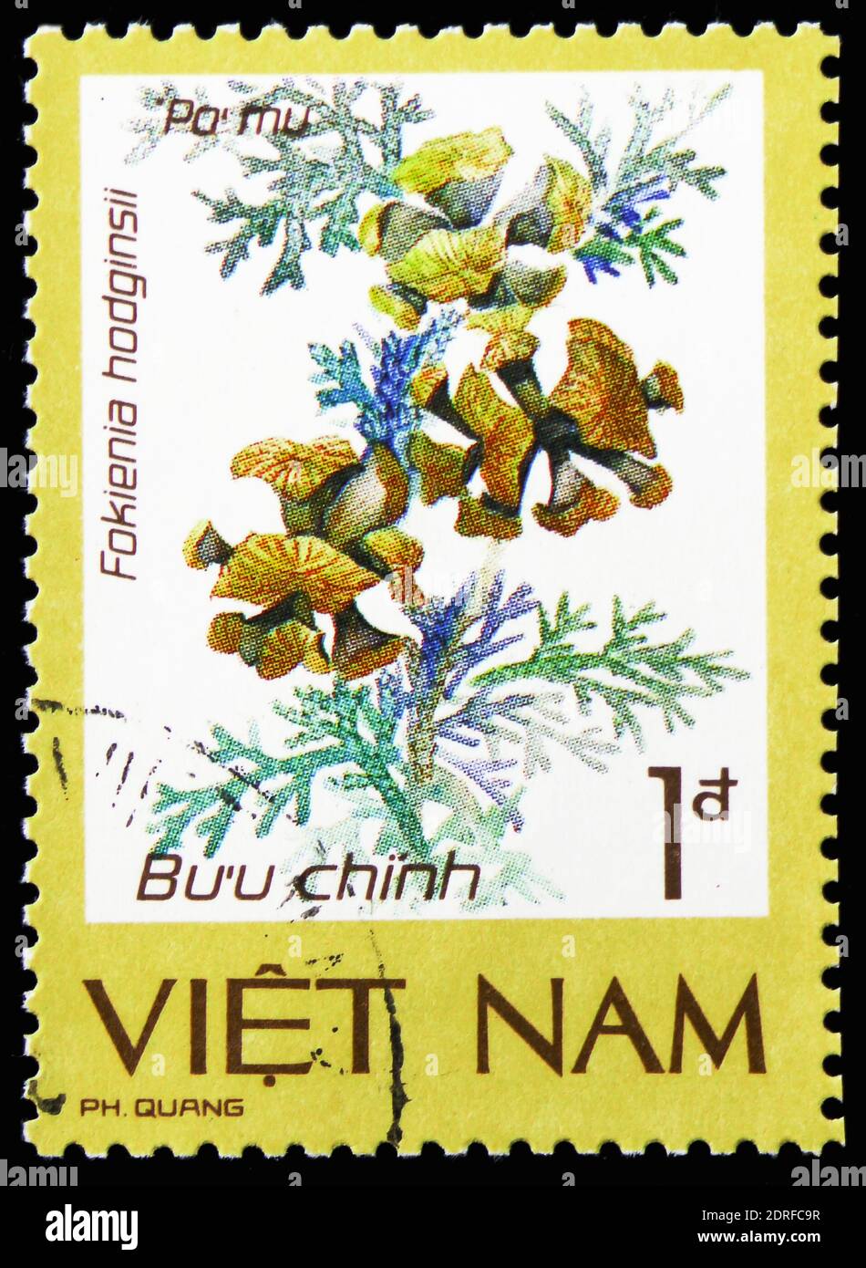 MOSCOW, RUSSIA - JANUARY 4, 2019: A stamp printed in Vietnam shows Fokienia (Fokienia hodginsii), Precious and rare flora serie, circa 1986 Stock Photo
