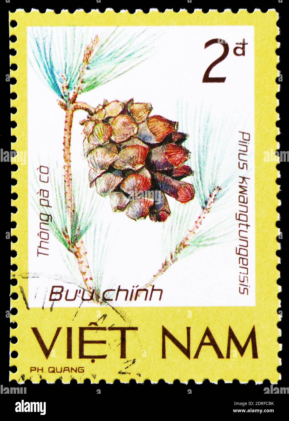 MOSCOW, RUSSIA - JANUARY 4, 2019: A stamp printed in Vietnam shows Paco pine (Pinus kwangtungensis), Precious and rare flora serie, circa 1986 Stock Photo