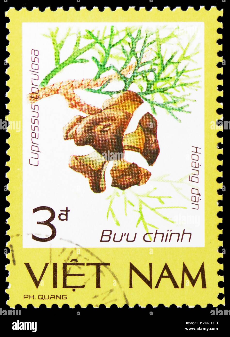 MOSCOW, RUSSIA - JANUARY 4, 2019: A stamp printed in Vietnam shows Yellow-wooded cupress (Cupressus torulosa), Precious and rare flora serie, circa 19 Stock Photo