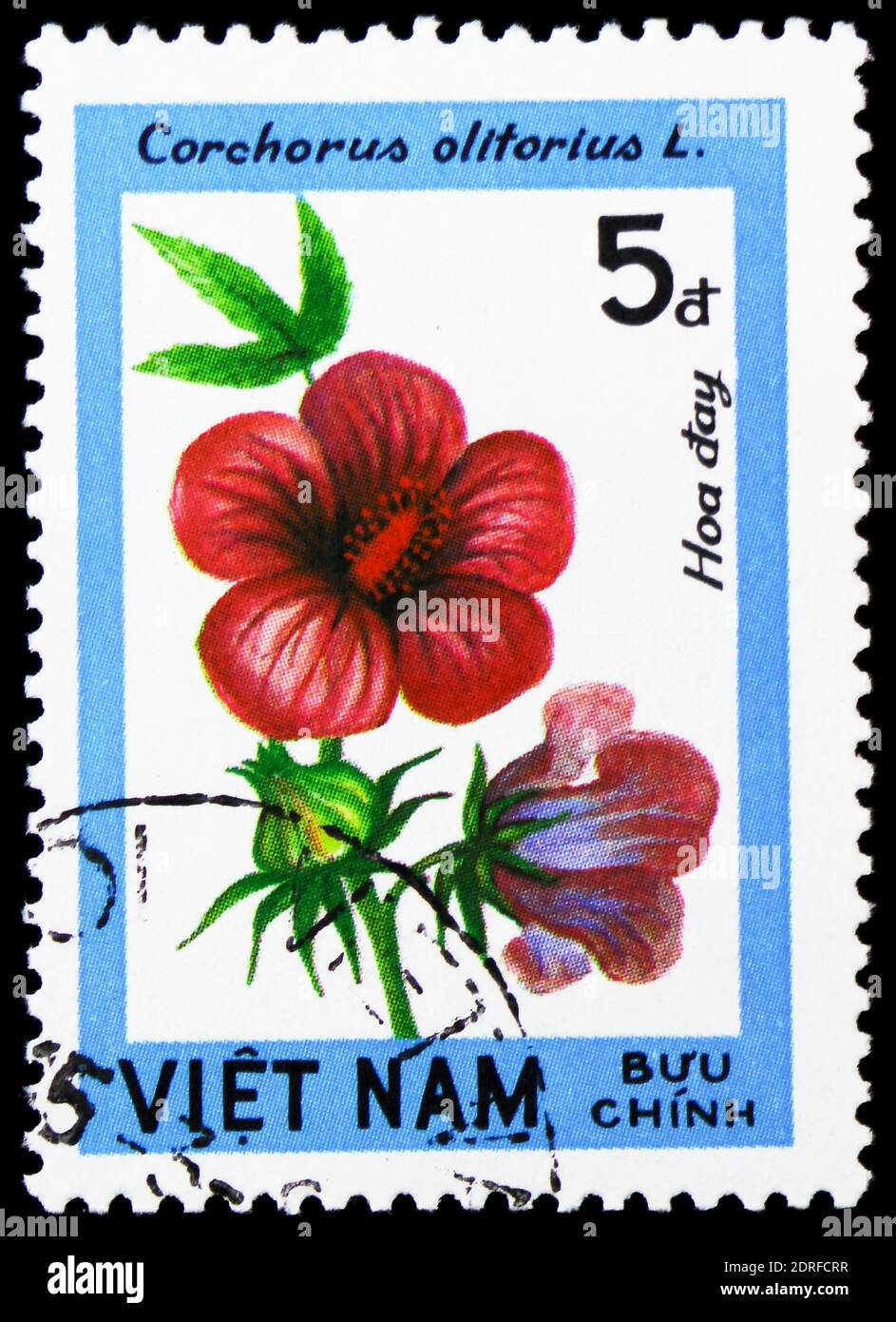 MOSCOW, RUSSIA - JANUARY 4, 2019: A stamp printed in Vietnam shows Corchorus olitorius, Blossoming Woody Plants serie, circa 1984 Stock Photo