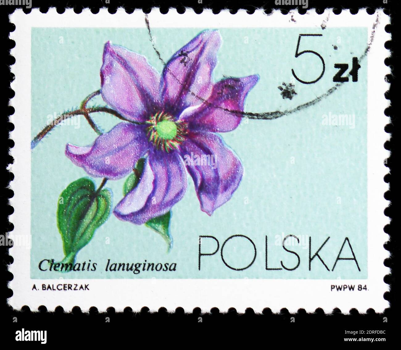 MOSCOW, RUSSIA - JANUARY 4, 2019: A stamp printed in Poland shows Clematis lanuginosa, Flowers Local - Clematis serie, circa 1984 Stock Photo