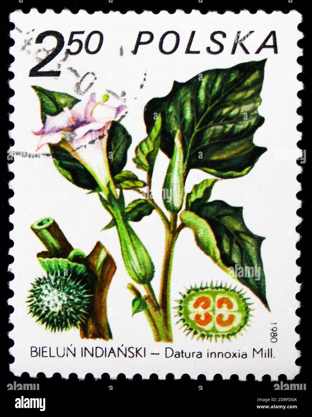 MOSCOW, RUSSIA - JANUARY 4, 2019: A stamp printed in Poland shows Datura innoxia, Medicinal Plants serie, circa 1980 Stock Photo