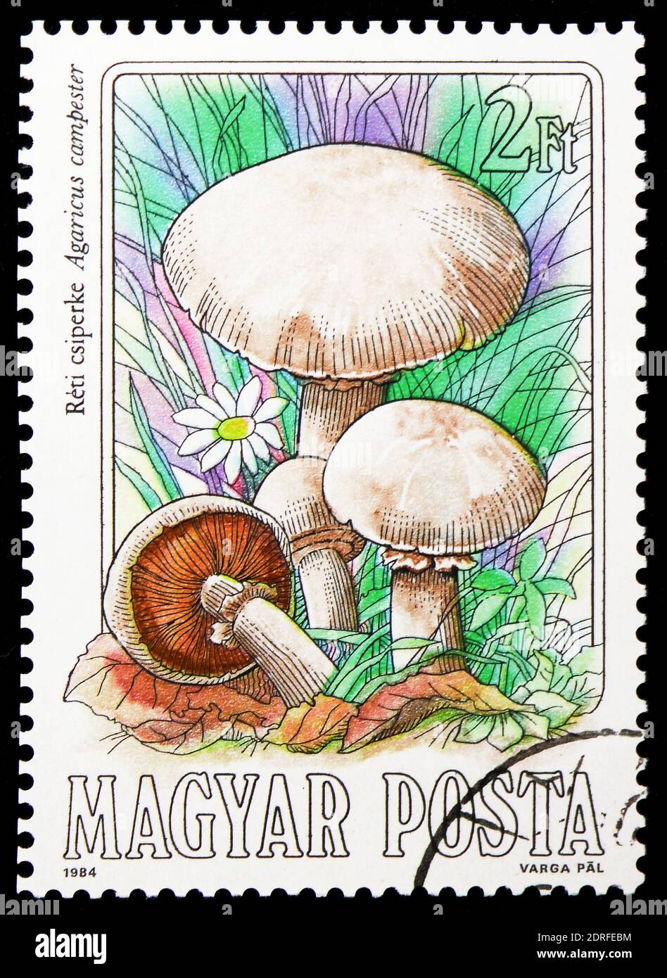 MOSCOW, RUSSIA - JANUARY 4, 2019: A stamp printed in Hungary shows Agaricus campester, Mushrooms serie, circa 1984 Stock Photo