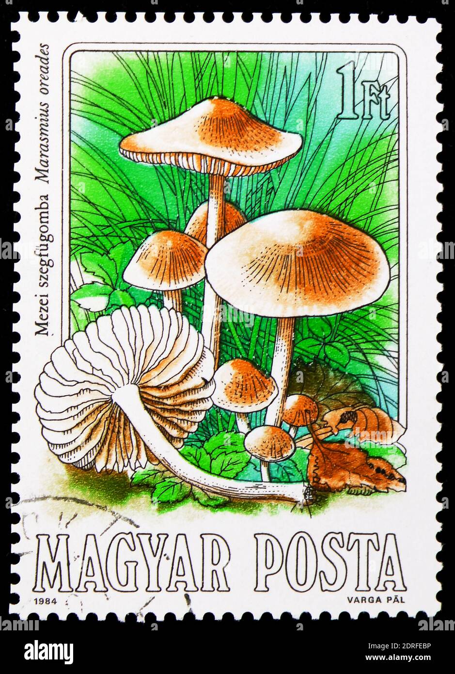 MOSCOW, RUSSIA - JANUARY 4, 2019: A stamp printed in Hungary shows Marasmius oreades, Mushrooms serie, circa 1984 Stock Photo