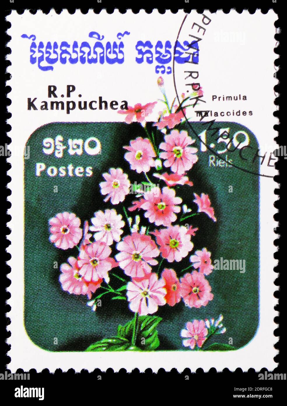 MOSCOW, RUSSIA - JANUARY 4, 2019: A stamp printed in Kampuchea (Cambodia) shows Primula Malacoides, Flowers serie, circa 1985 Stock Photo