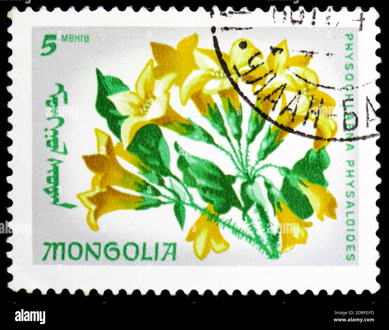 MOSCOW, RUSSIA - JANUARY 4, 2019: A stamp printed in Mongolia shows Scopolia physaloides, Endemic Flowers serie, circa 1966 Stock Photo