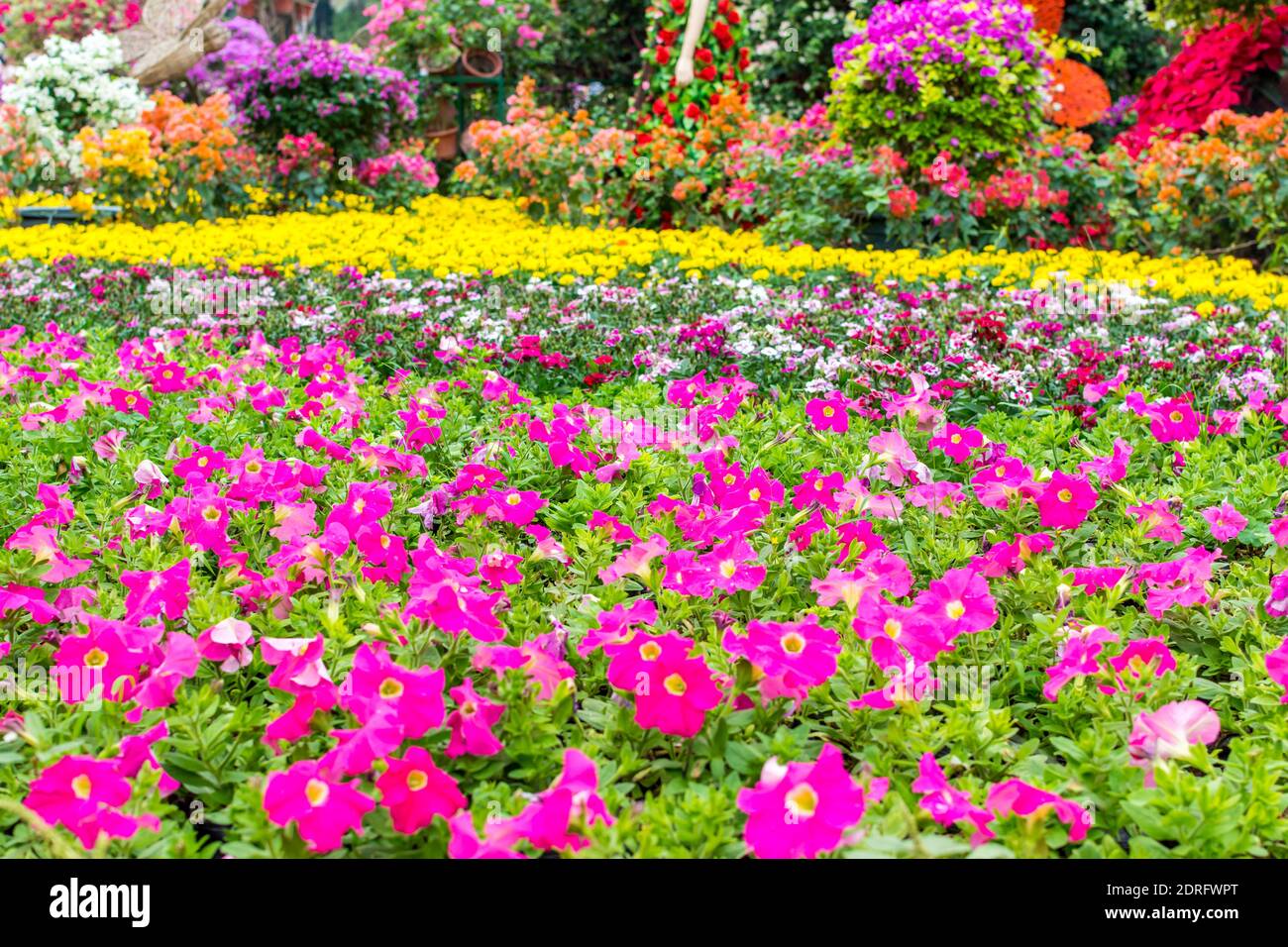 Colorful bonsai flower festival in Shenzhen, China Stock Photo Alamy