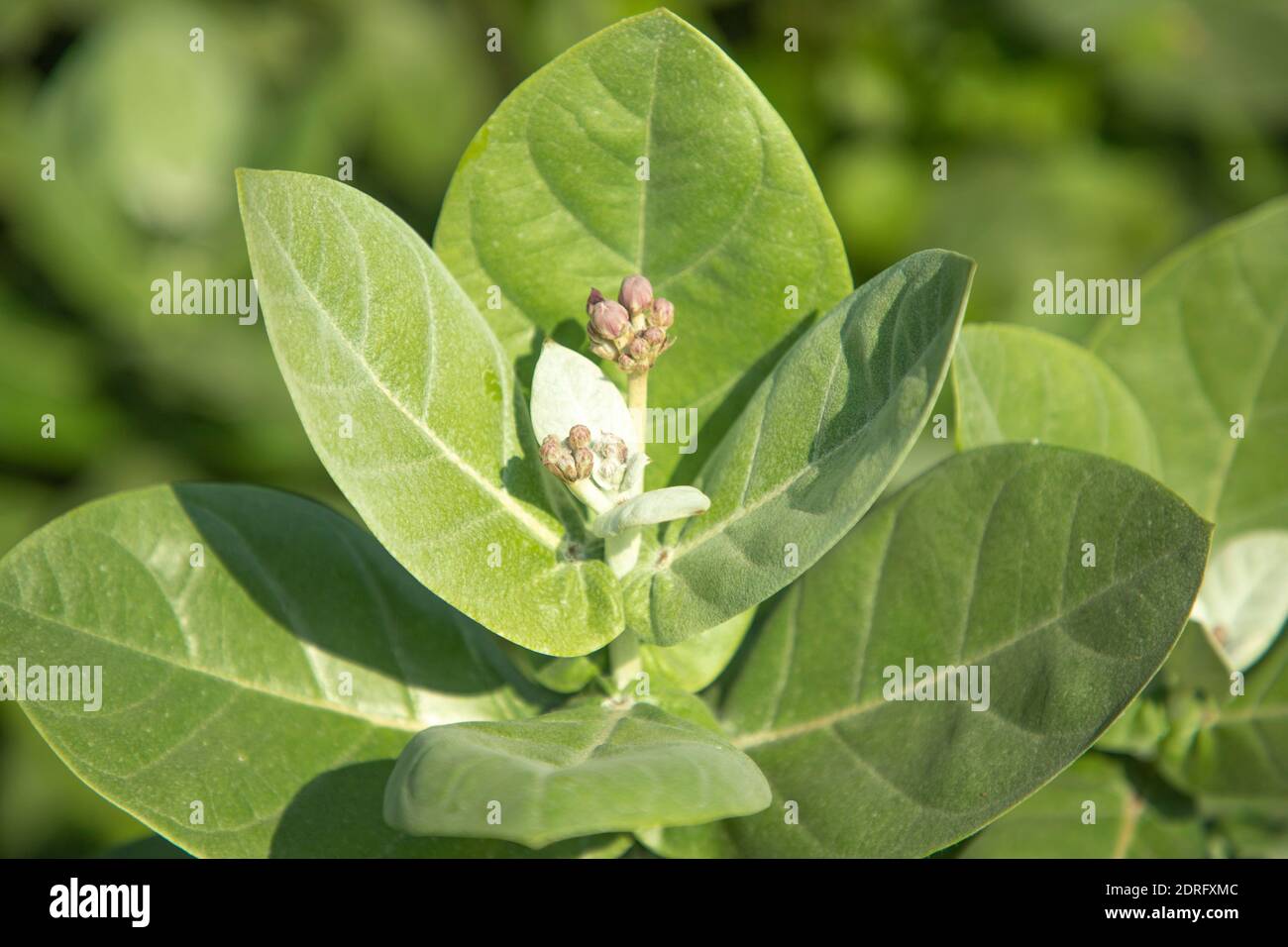 Giant calotropis hi-res stock photography and images - Page 3 - Alamy