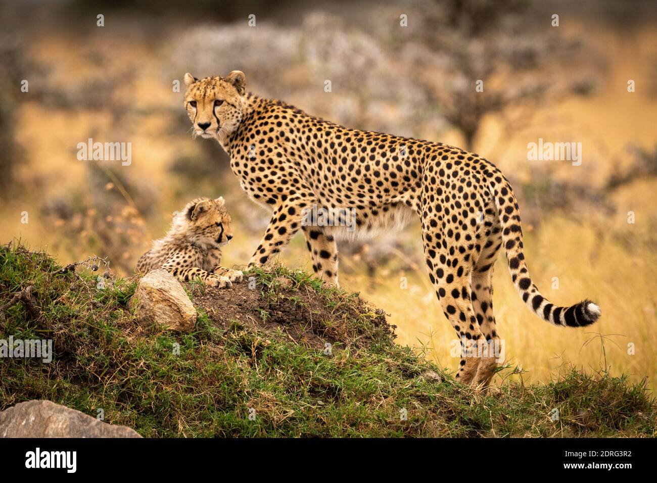 Cheetah On Rock In Zoo Stock Photo Alamy