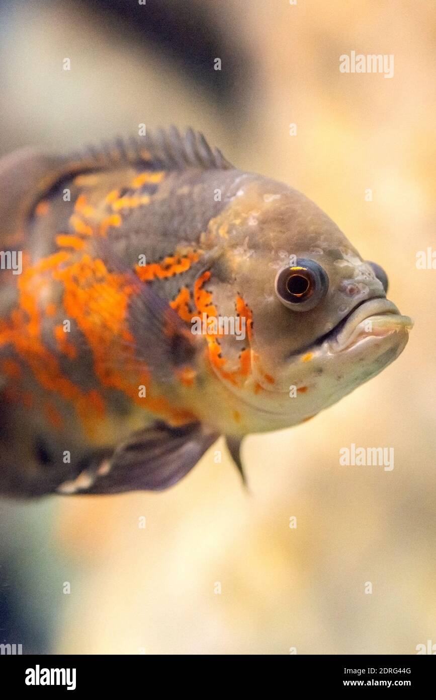 Astronotus ocellatus or Tiger - big freshwater fish, South American cichlid. Stock Photo