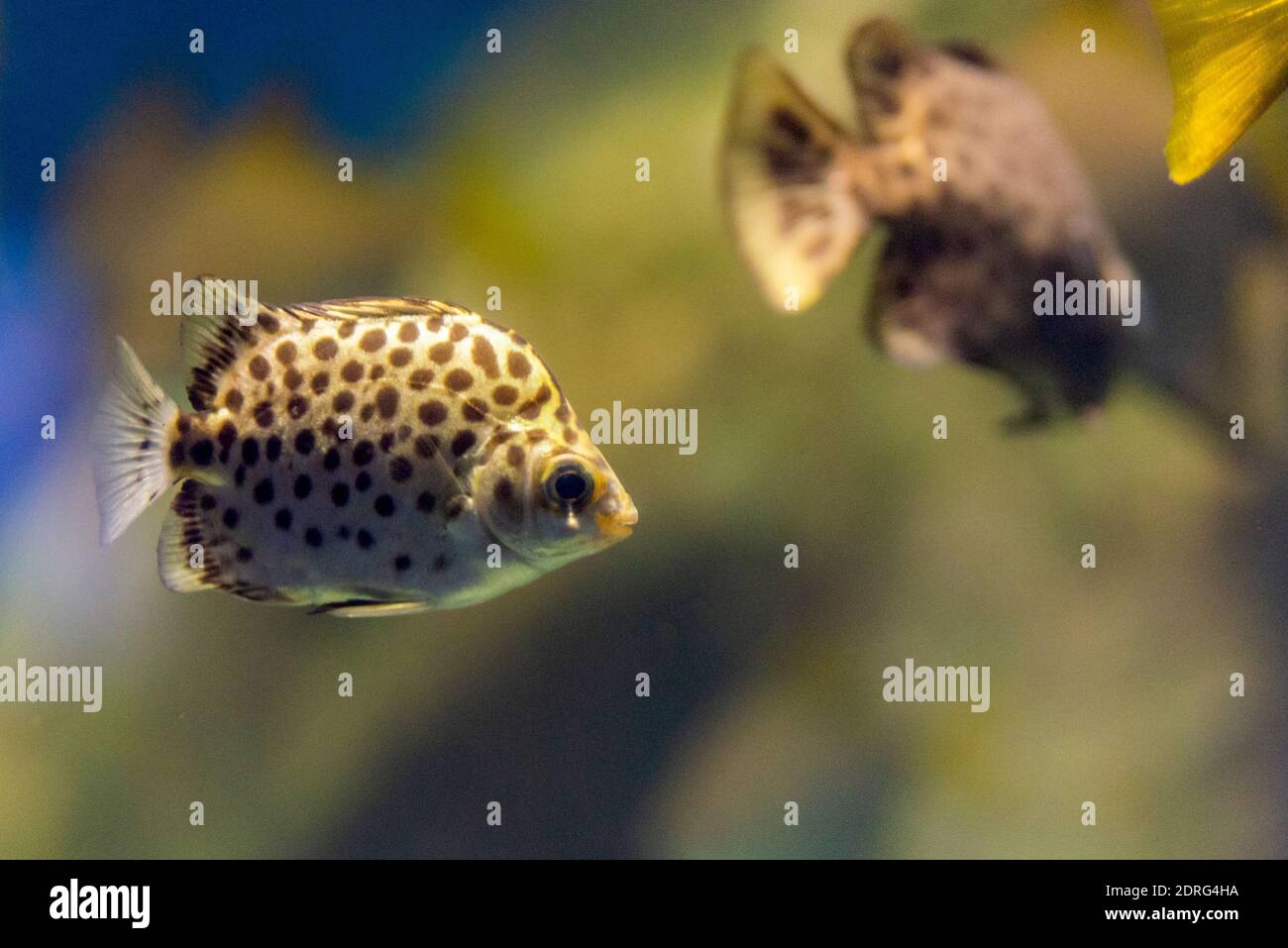Spotted scat fish or Scatophagus argus in fresh water. Stock Photo