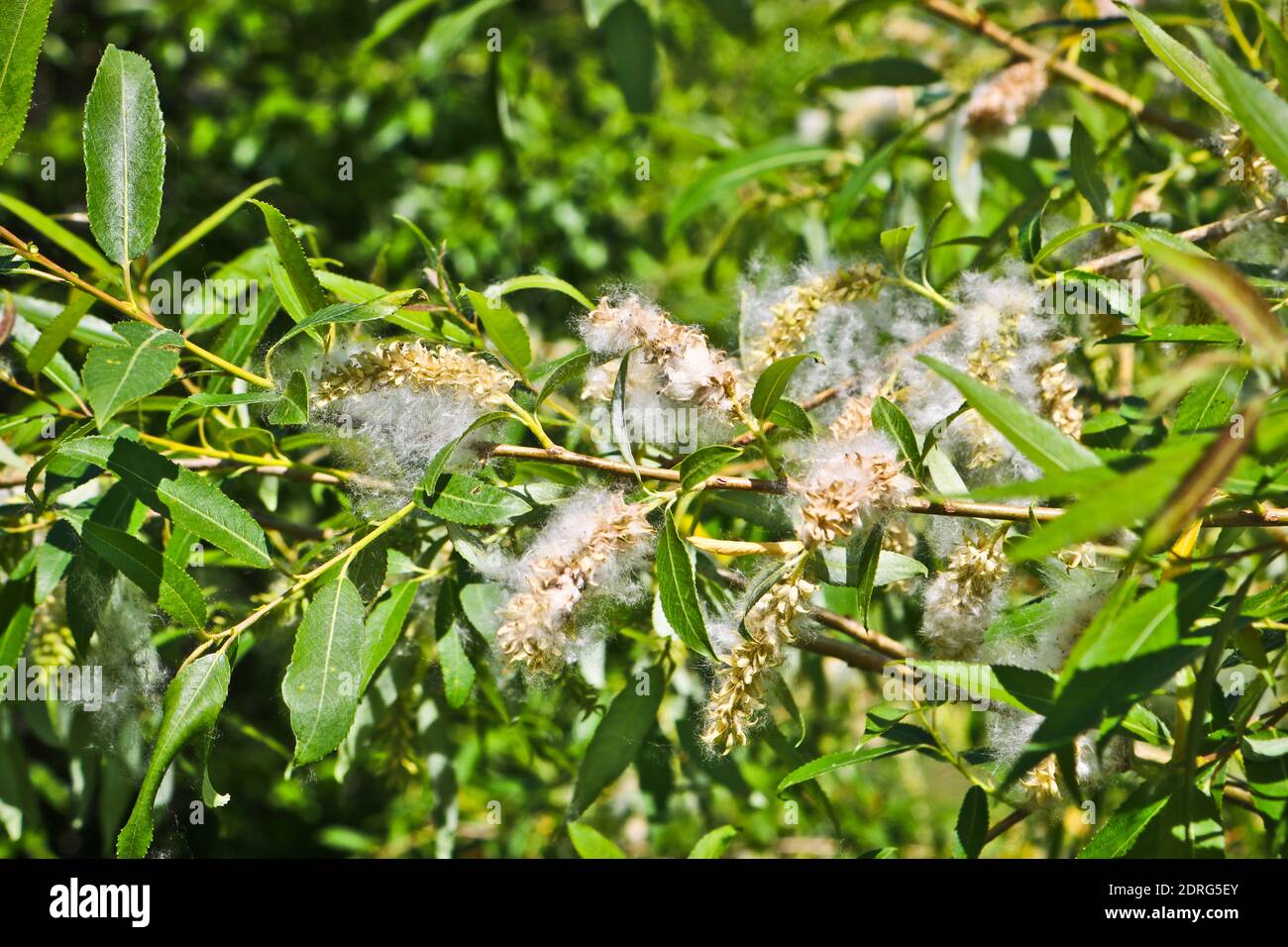 Cottonwood tree pollen hires stock photography and images Alamy