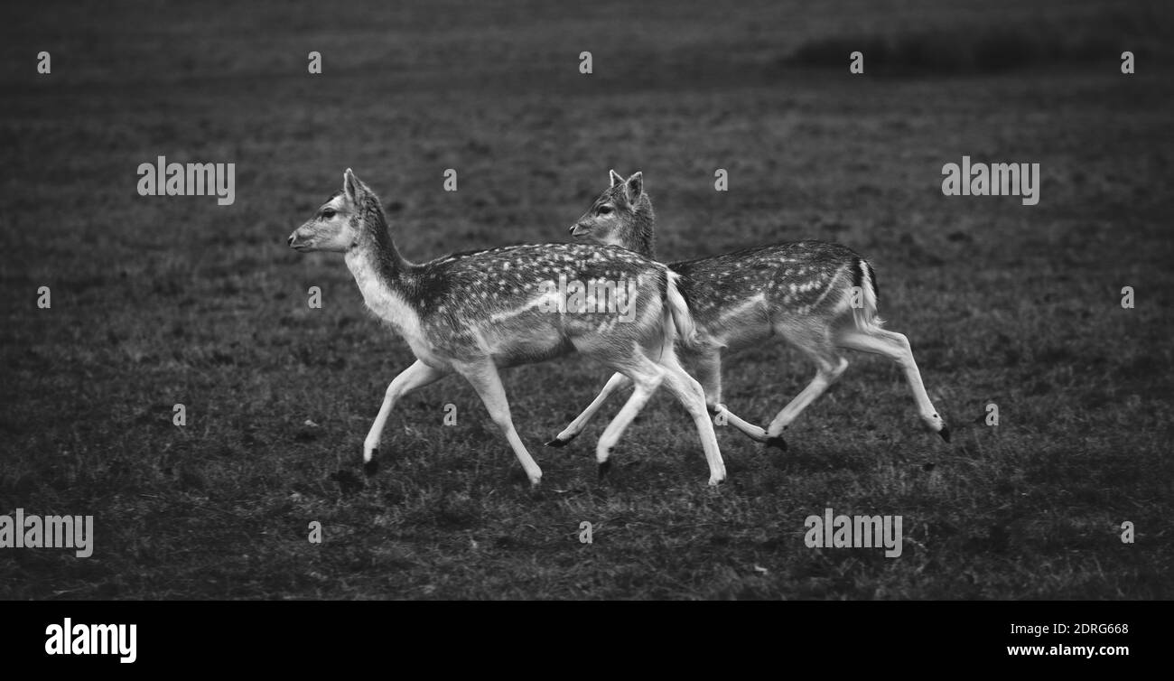 Deer Running In Grassy Field Stock Photo Alamy