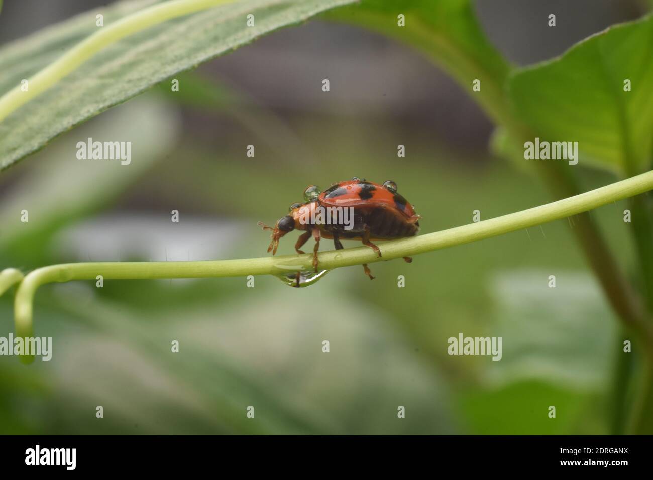 A ladybug walking on climbing plant Stock Photo