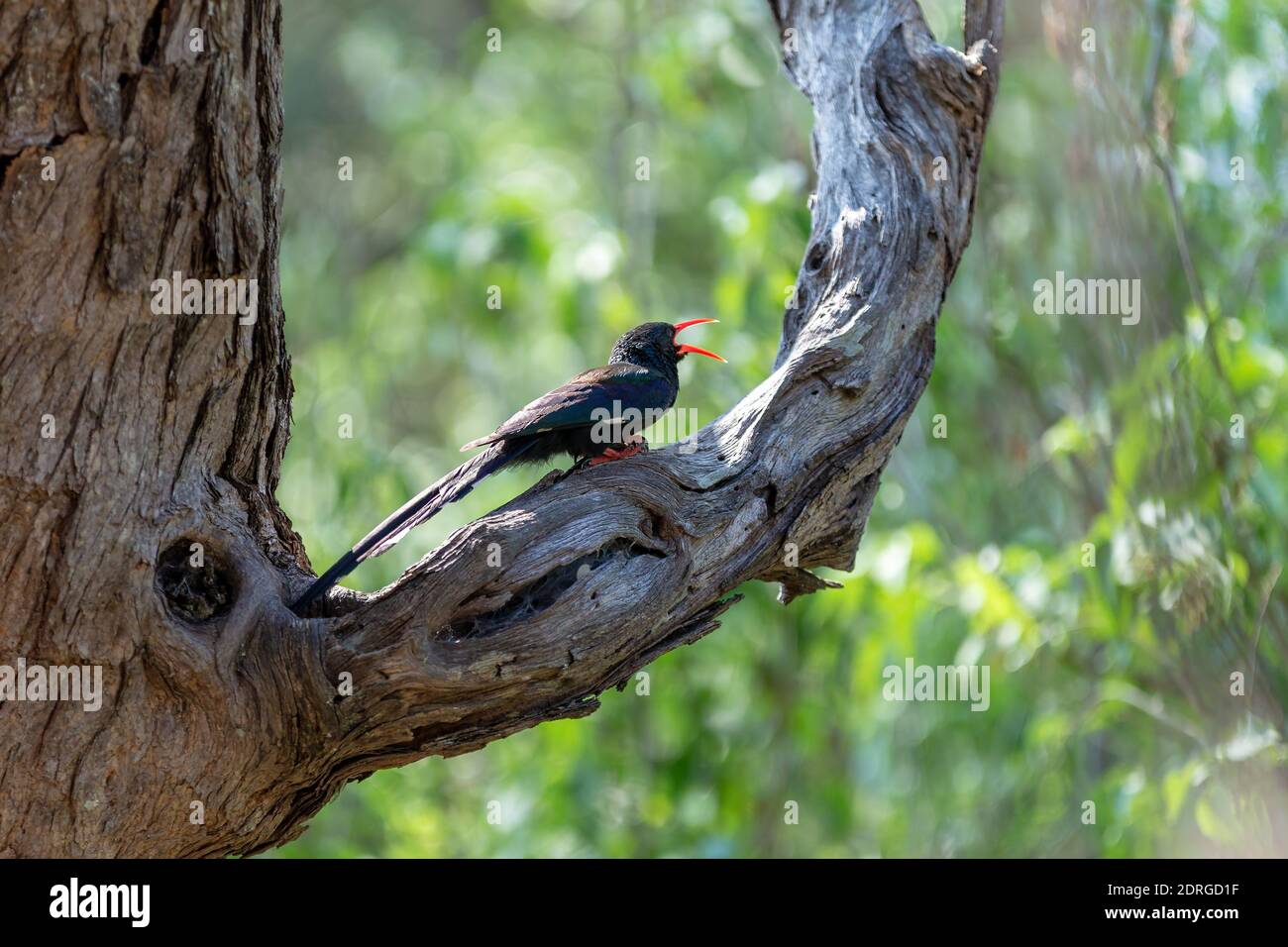 Green Wood hoopoe, Phoeniculus purpureus also known as redbilled hoopoe makes cackling sound and are in black in color with green patches. Bwabwata Na Stock Photo
