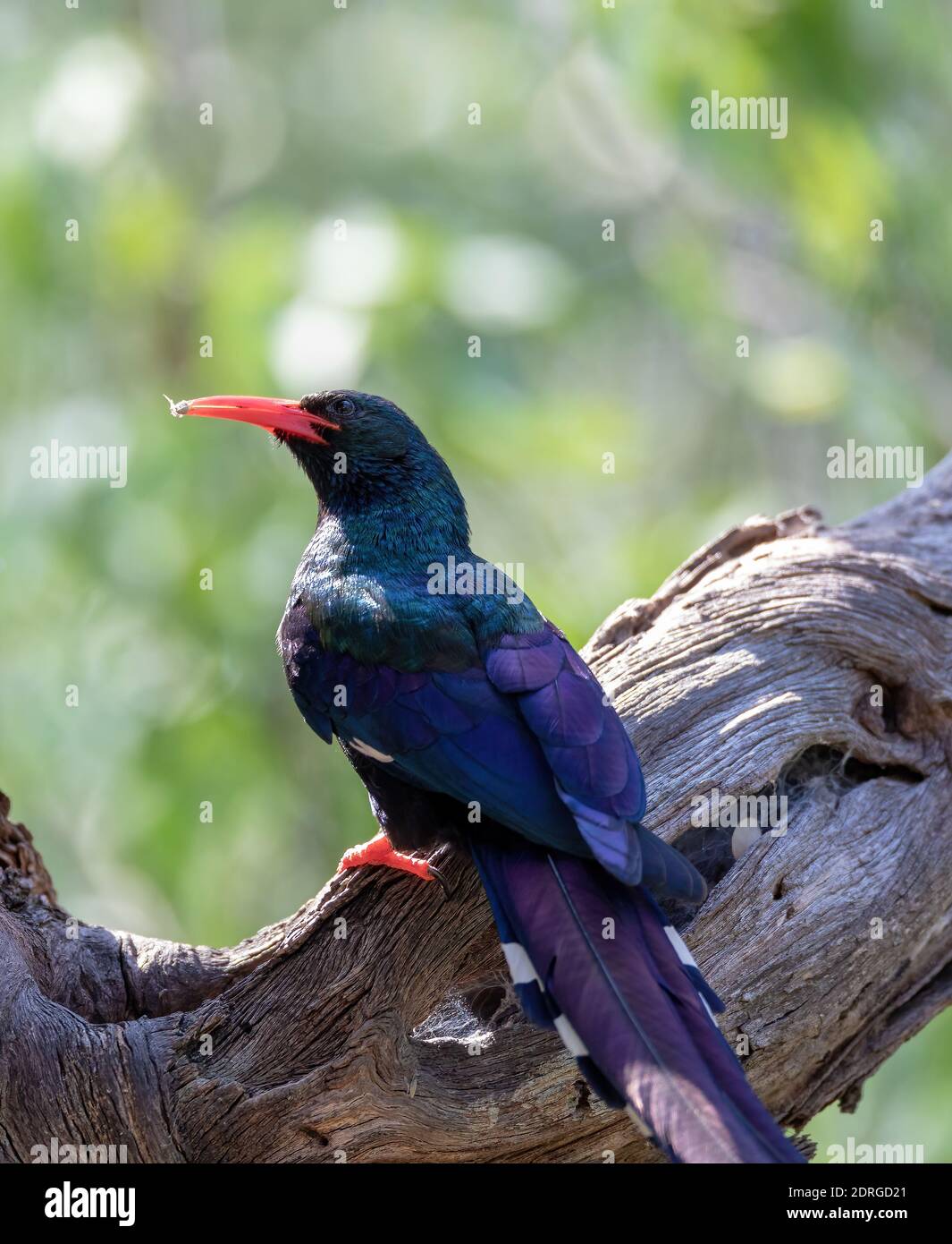 Green Wood hoopoe, Phoeniculus purpureus also known as redbilled hoopoe makes cackling sound and are in black in color with green patches. Bwabwata Na Stock Photo