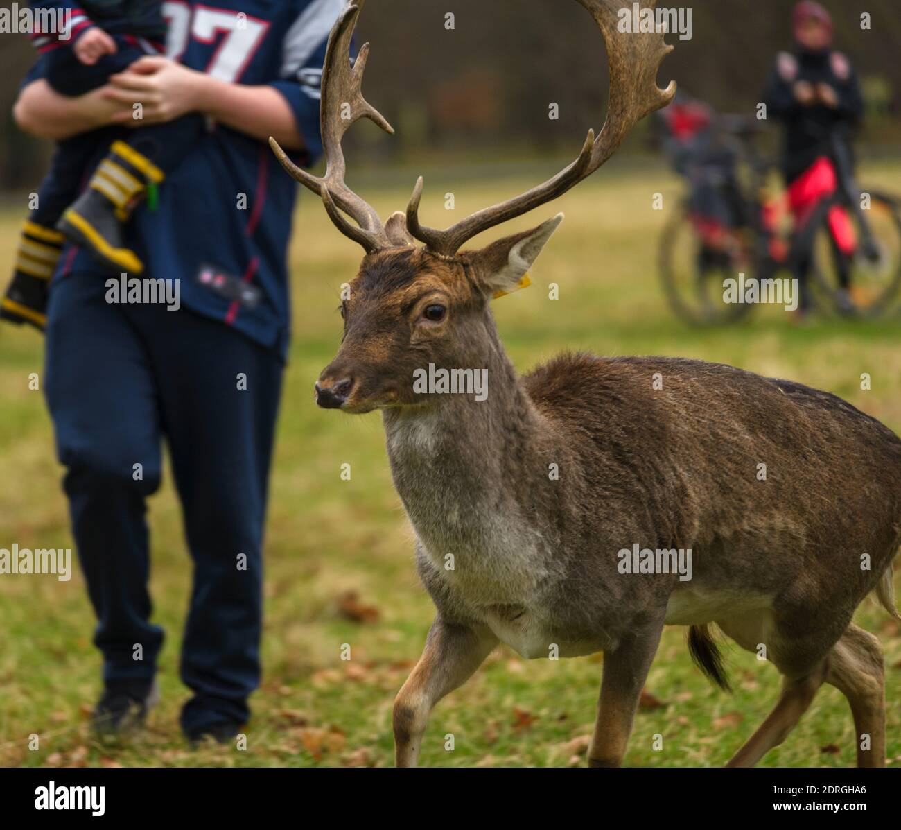 Picture of Phoenix park hi-res stock photography and images - Alamy