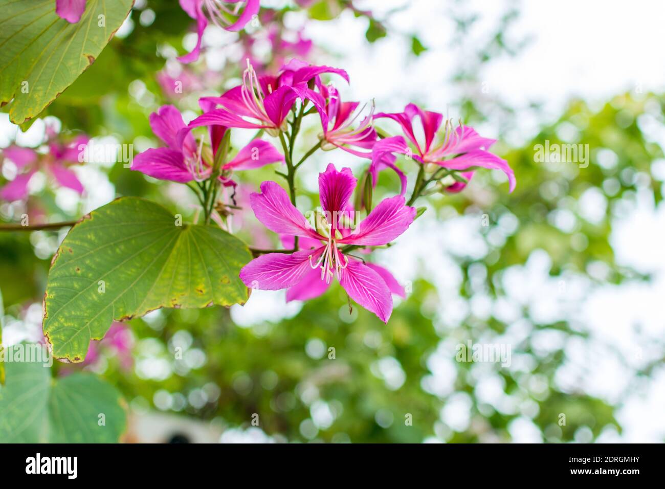 Pink Bauhinia flower blooming, commonly called the Hong Kong Orchid Tree Stock Photo Alamy