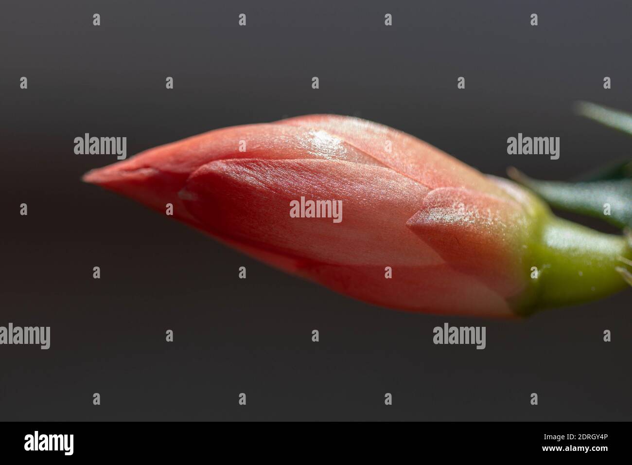 Christmas Cactus Flower Stock Photo - Alamy