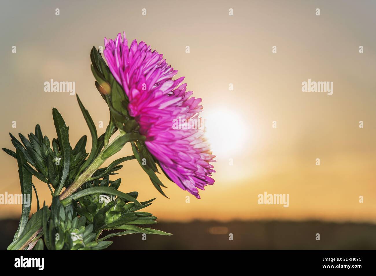 beautiful flowers on the background of dawn in the field Stock Photo