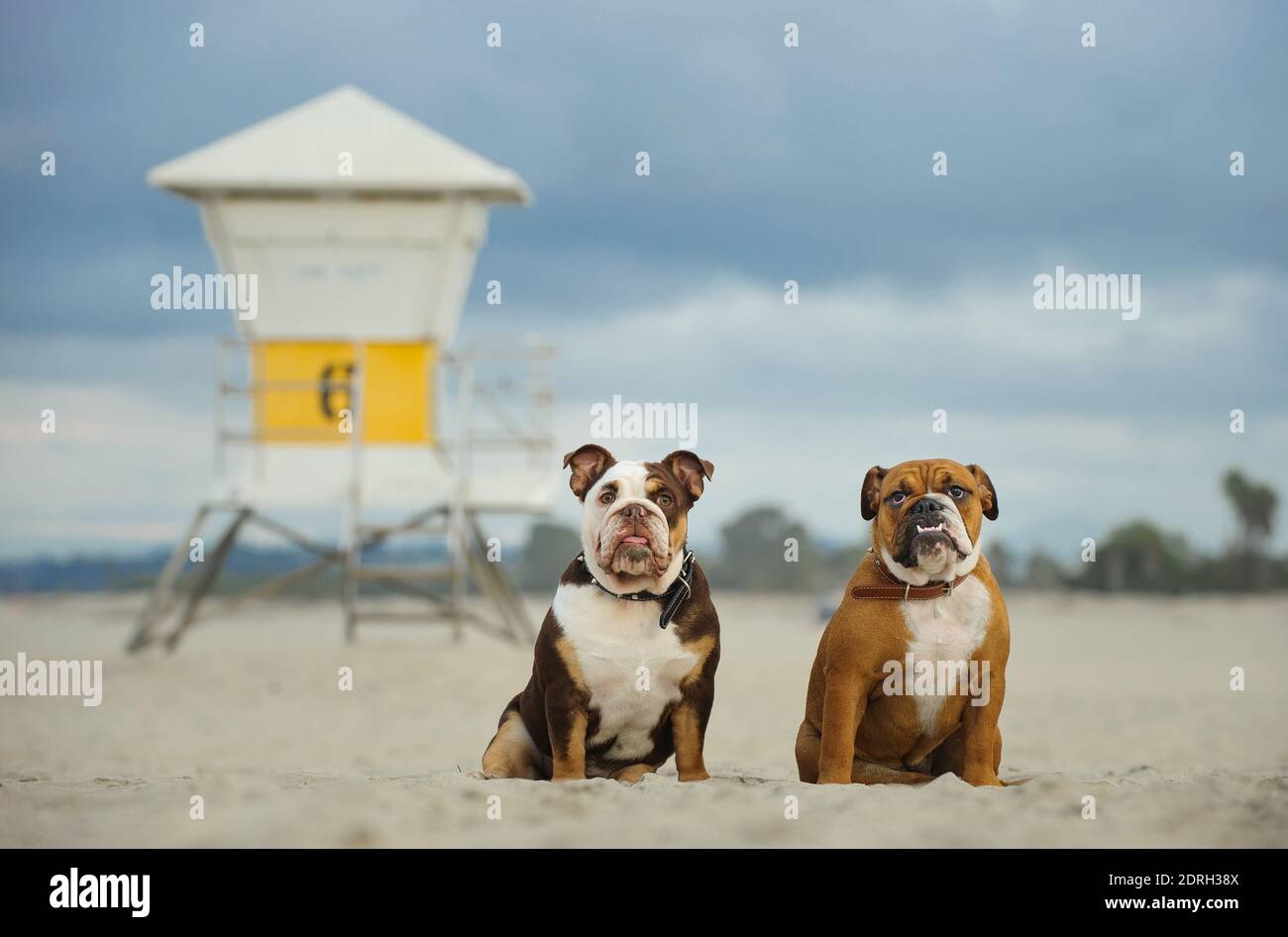 Dogs Sitting Against Lifeguard Hut At Beach Stock Photo