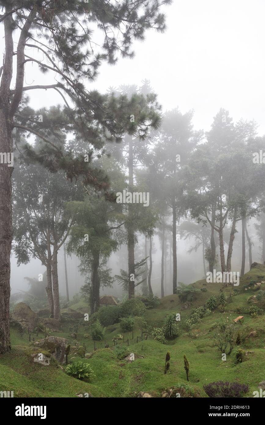 Bukit Larut is one of tourist attraction in Taiping can be reached by 4x4 ride with serene foggy environment weather. - Formerly known as Maxwell Hill Stock Photo