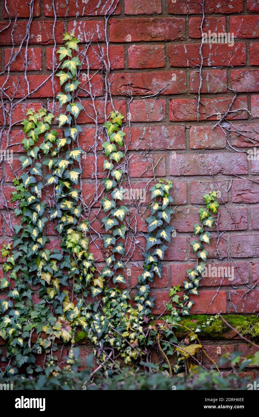 variegated ivy growing on brick wall Stock Photo