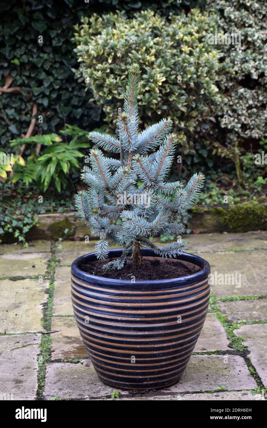 picea hungens hoopsii Stock Photo