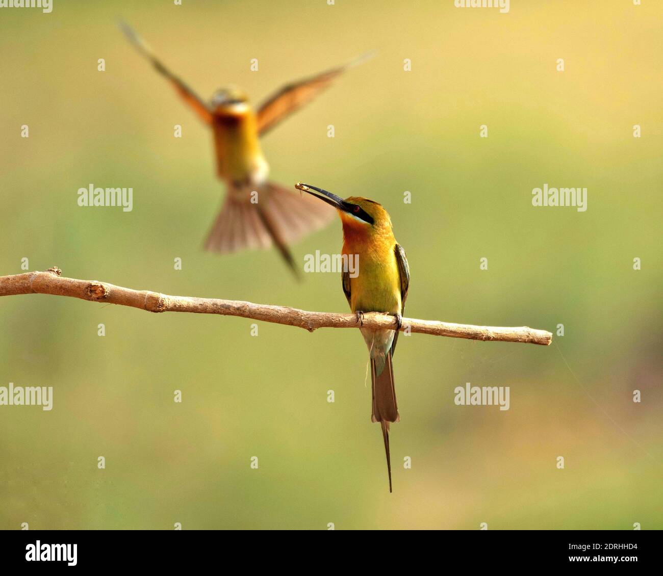 National bird of pakistan hires stock photography and images Alamy