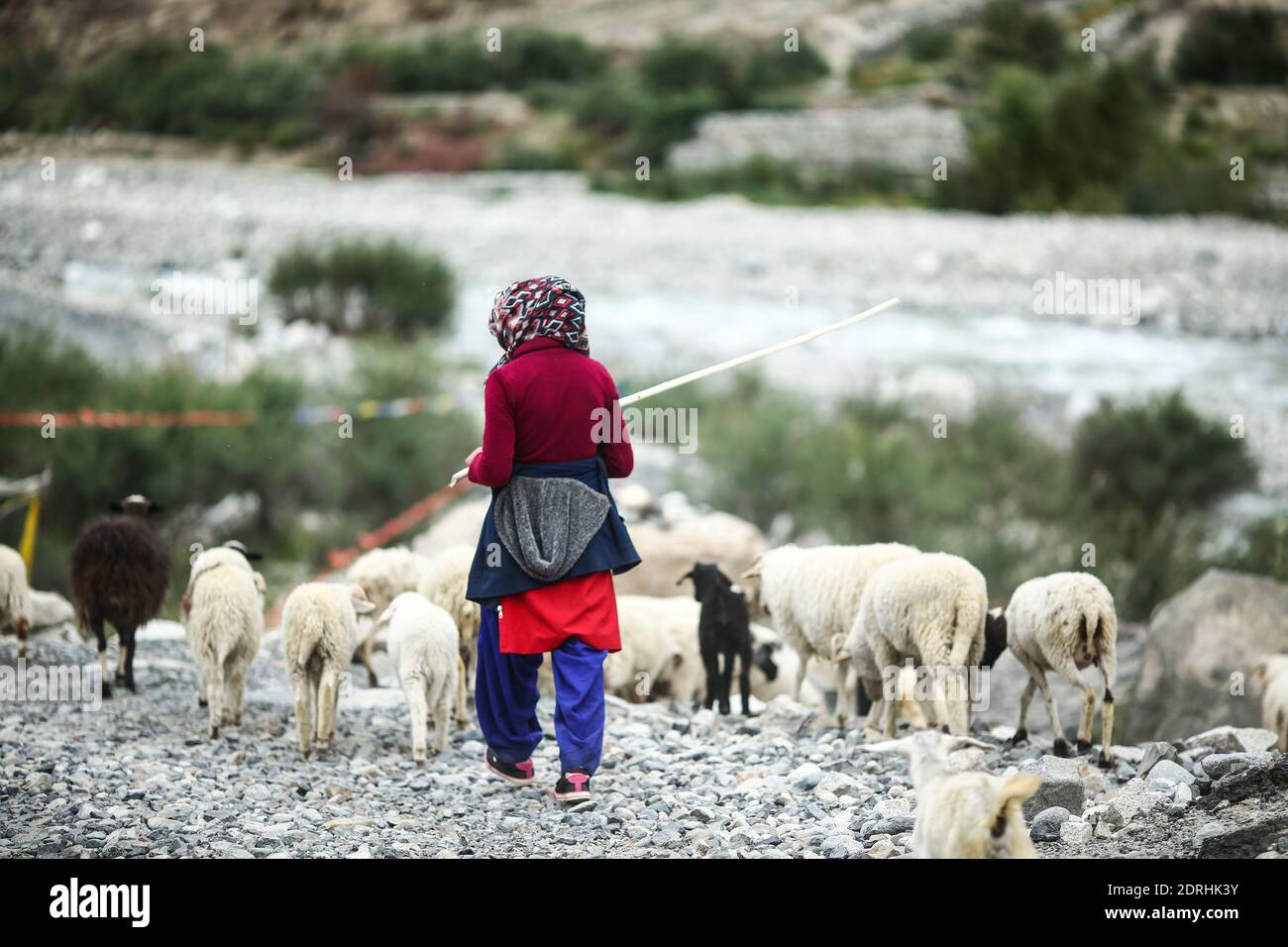 Sheep herding stick hi-res stock photography and images - Alamy