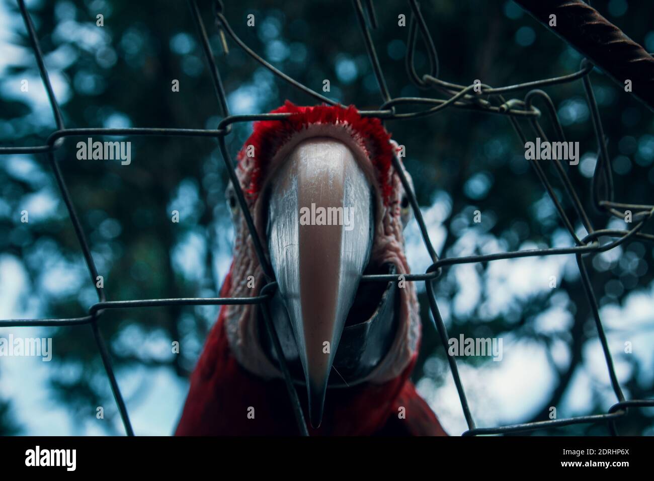Image showcasing The real macaw hi-res stock photography and images - Alamy