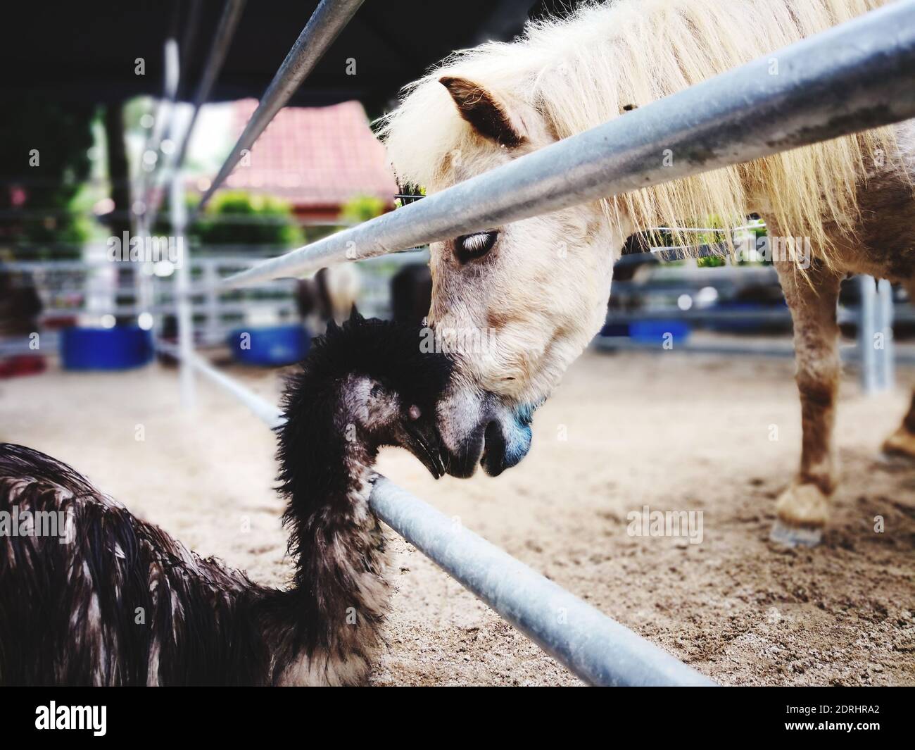 Bird with horse hi-res stock photography and images - Alamy
