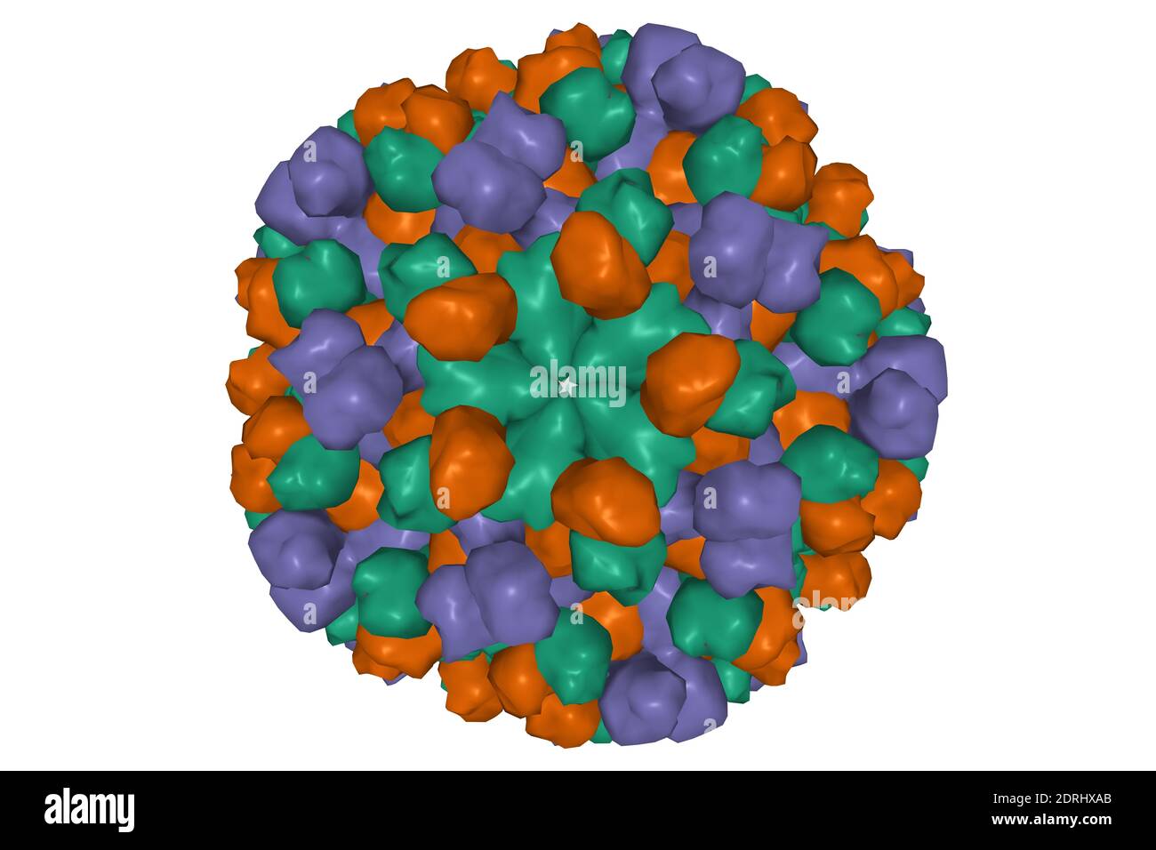 Human hepatitis E virus capsid, 3D surface model isolated, white background. Different colors correspond to different chains of the capsid protein. Stock Photo