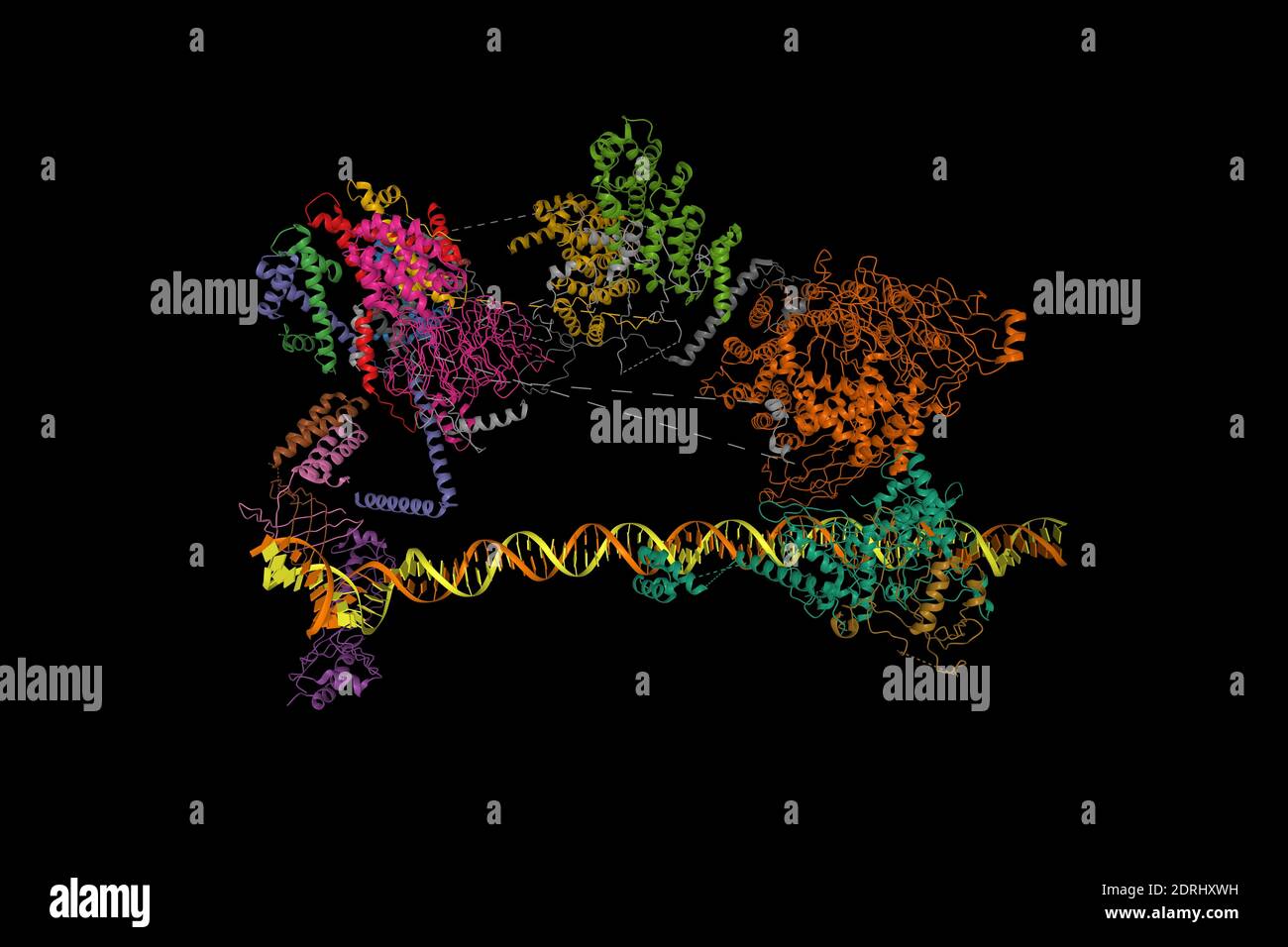 Human TFIID bound to promoter DNA and TFIIA, 3D cartoon model, PDB 6mzm, black background Stock Photo