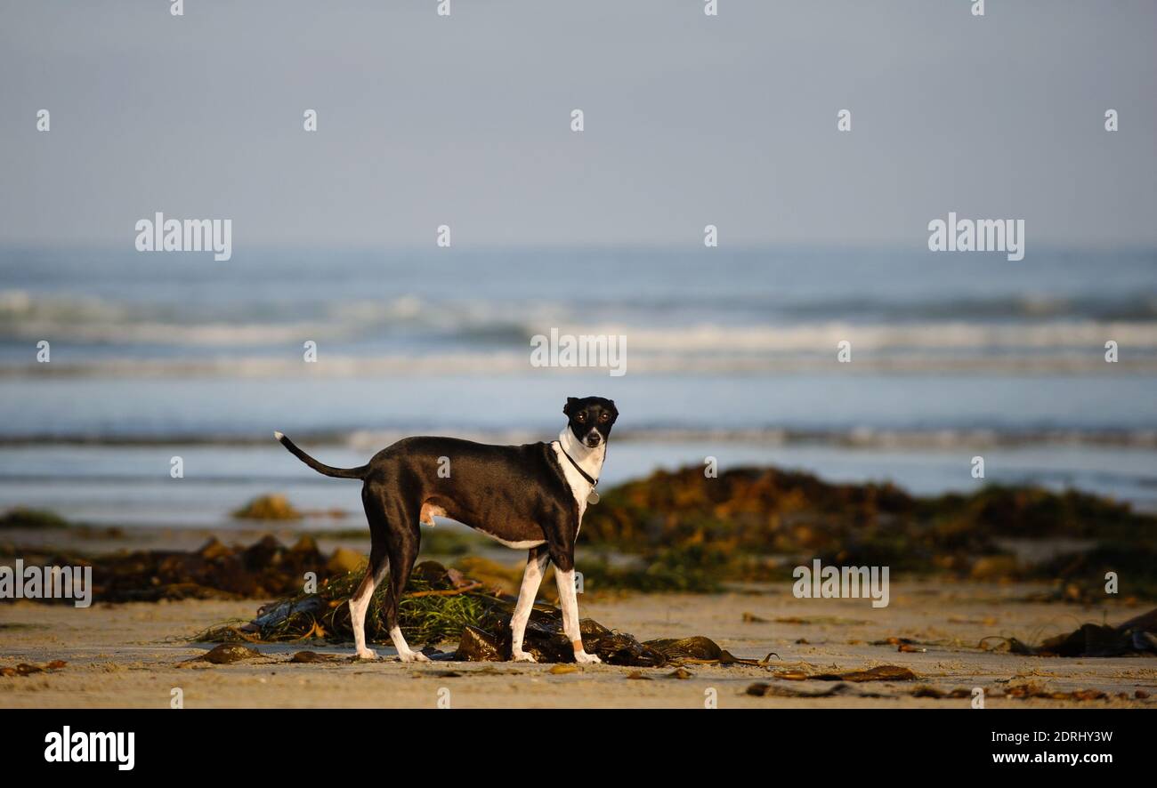 Dog Standing At Beach Against Sky Stock Photo