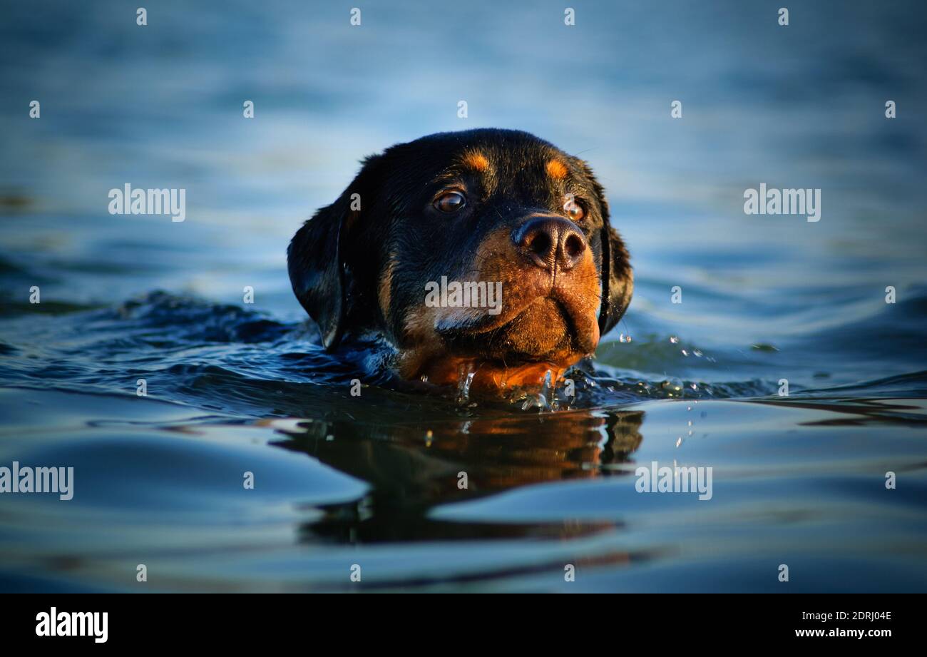 Close-up Of Dog Swimming In Lake Stock Photo