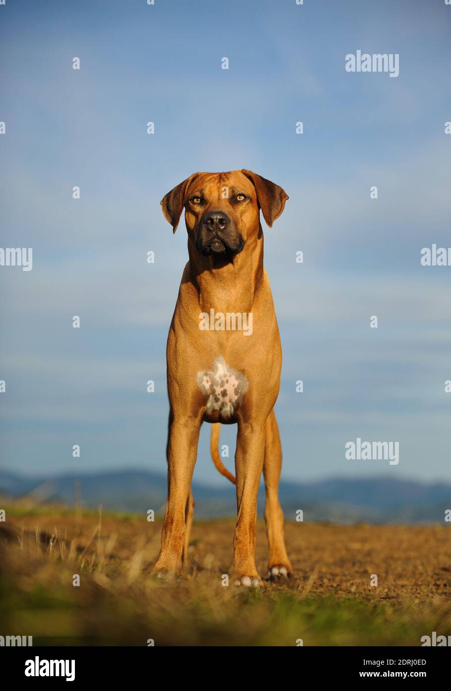 Dog Standing On Field Against Sky Stock Photo