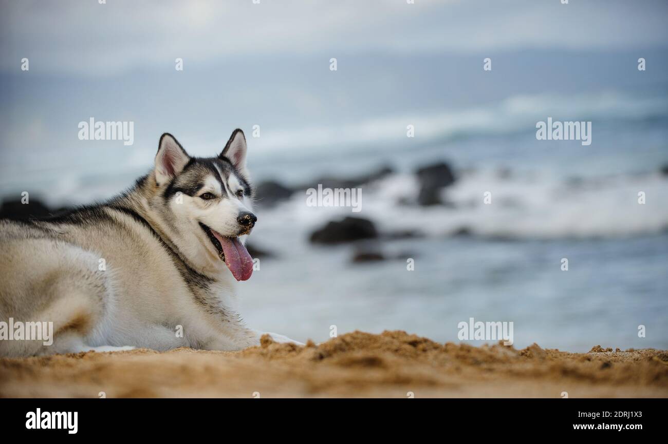 Dog Panting While Sitting At Beach Stock Photo