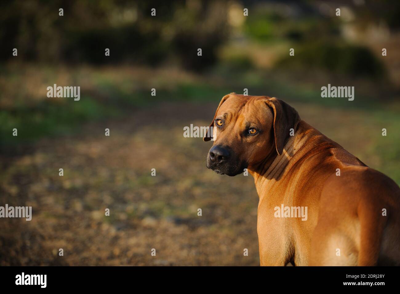 Portrait Of Dog Standing On Grassy Field Stock Photo