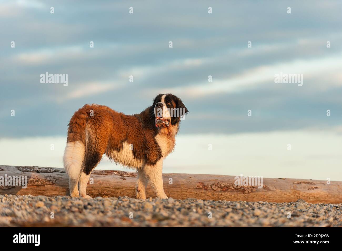 Dog Standing At Beach Against Cloudy Sky Stock Photo