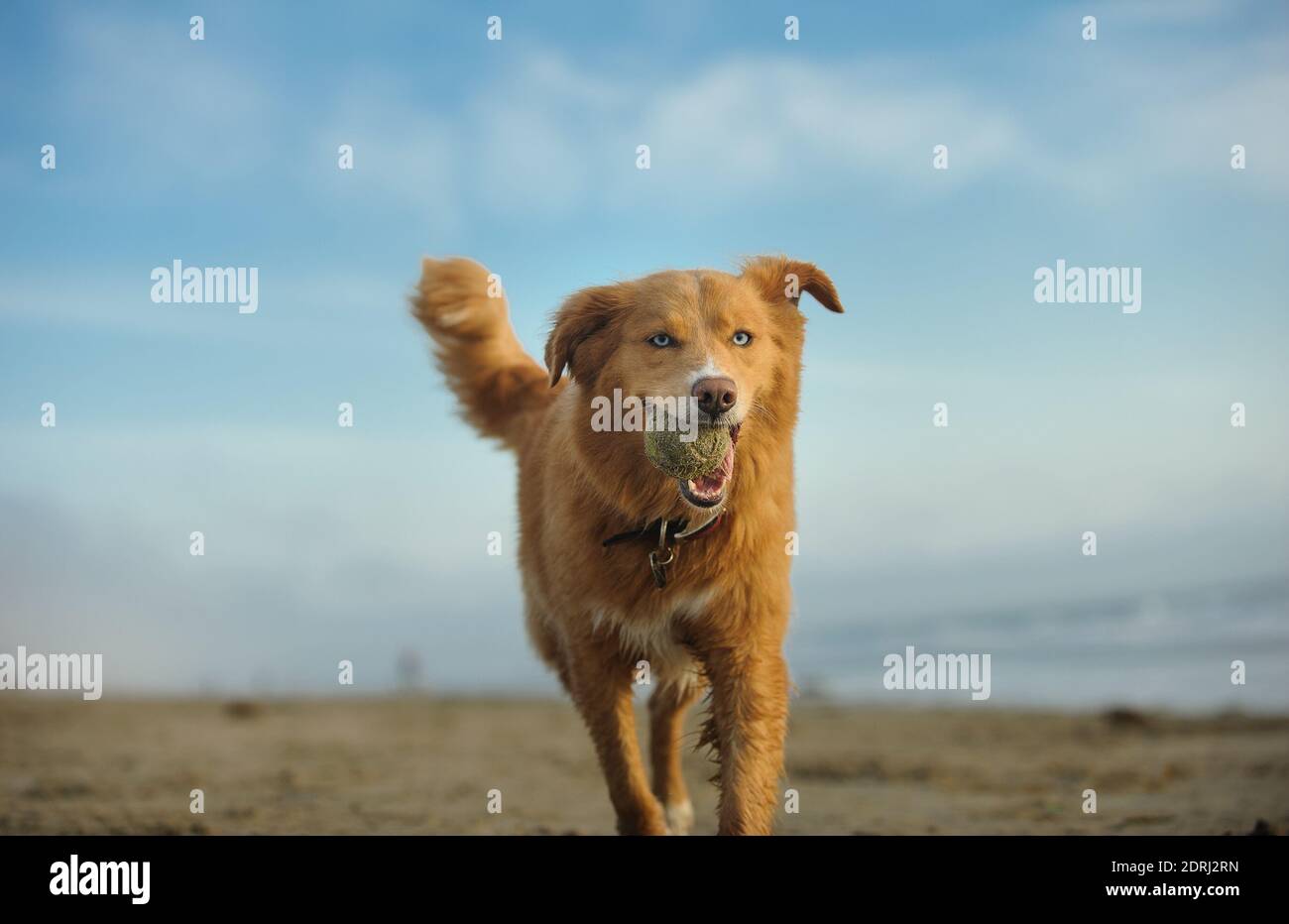 Golden Retriever Carrying Ball In Mouth While Walking On Field Against Sky Stock Photo