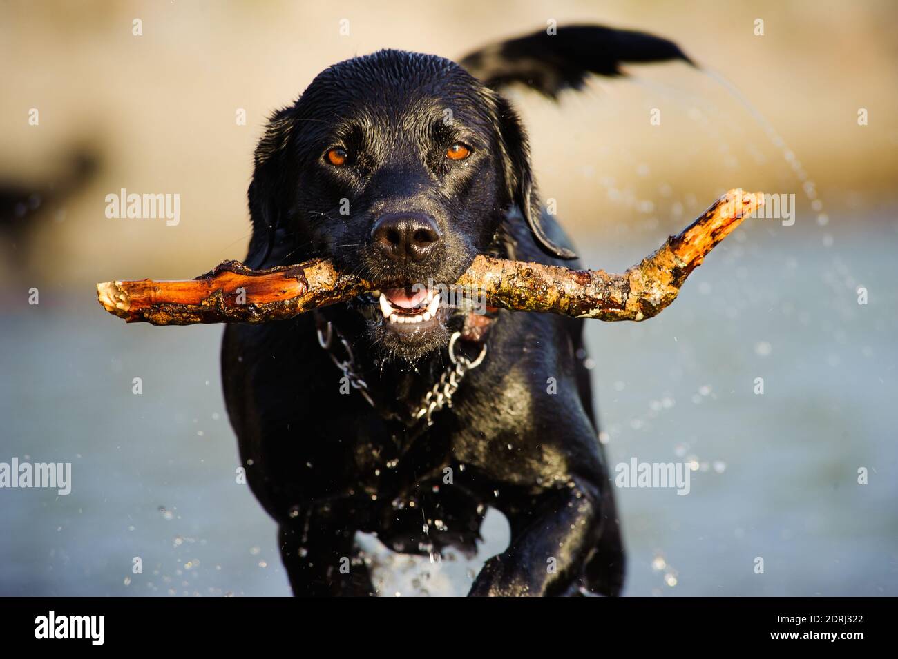 Close-up Portrait Of Dog Carrying Stick In Mouth Stock Photo