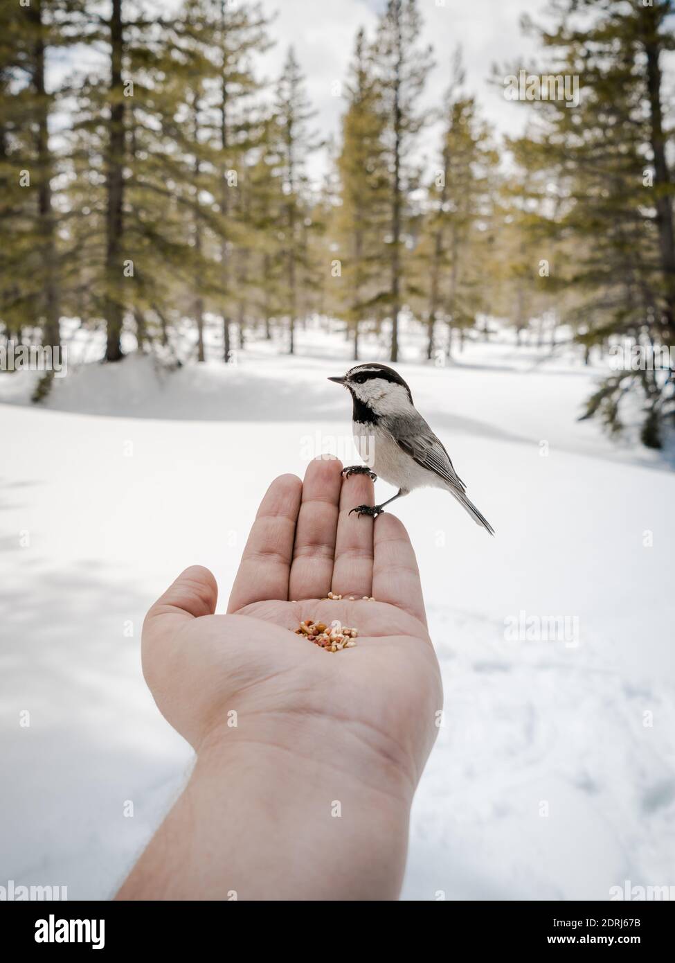 Bird Perching On Hand Stock Photo - Alamy