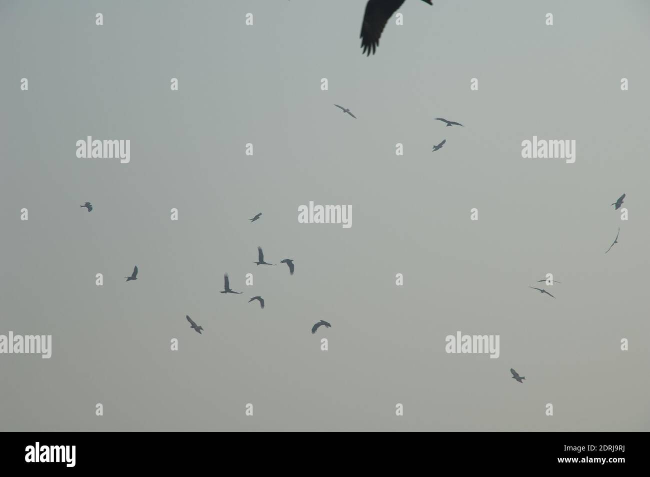 Black kites Milvus migrans soaring. Old Delhi. Delhi. India Stock Photo