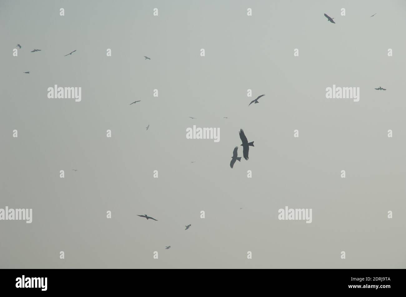 Black kites Milvus migrans soaring. Old Delhi. Delhi. India Stock Photo
